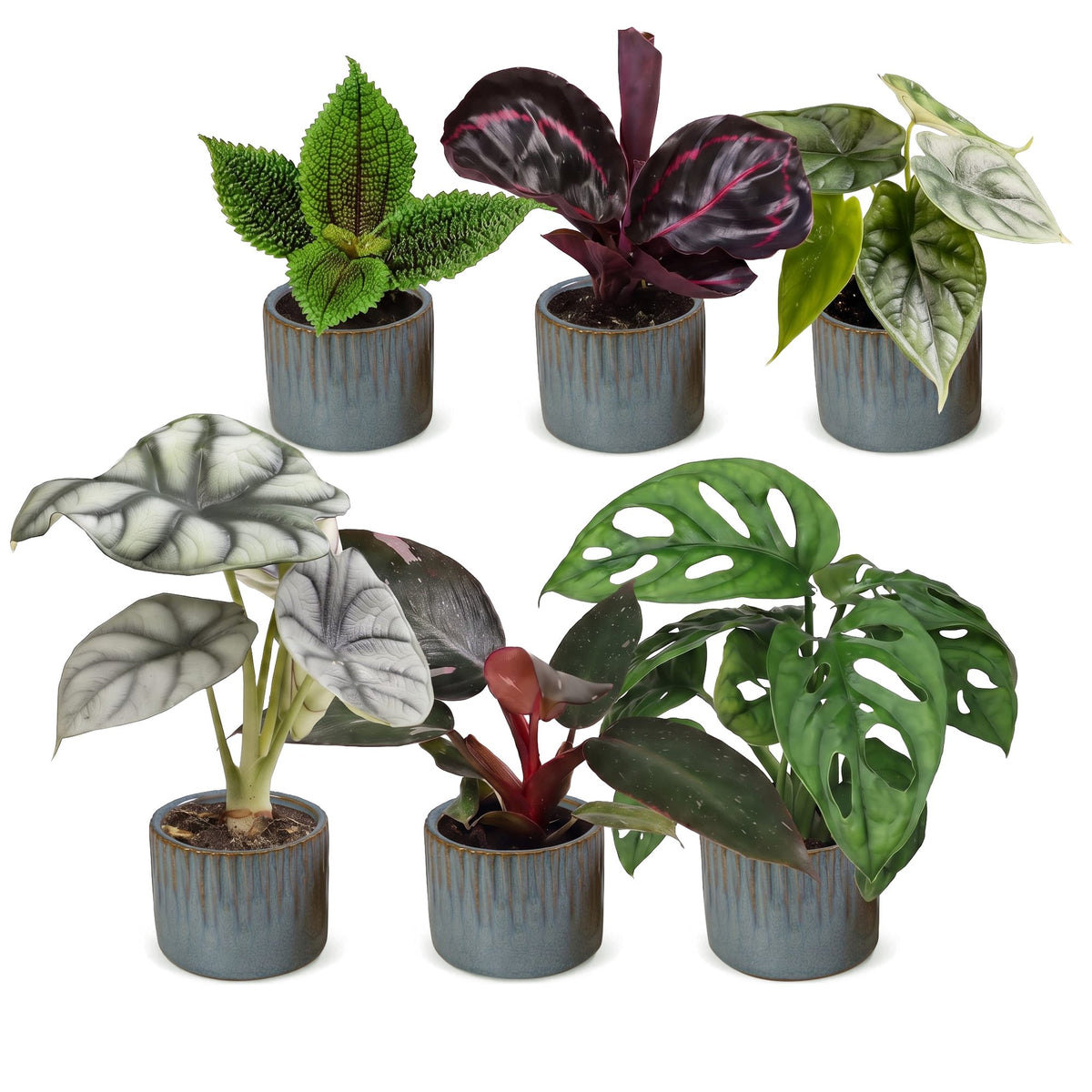 6x Baby Jungle Mix - Various colours - Tropical - incl. Linnea Misty Blue - Ø6cm - ↕10-15cm