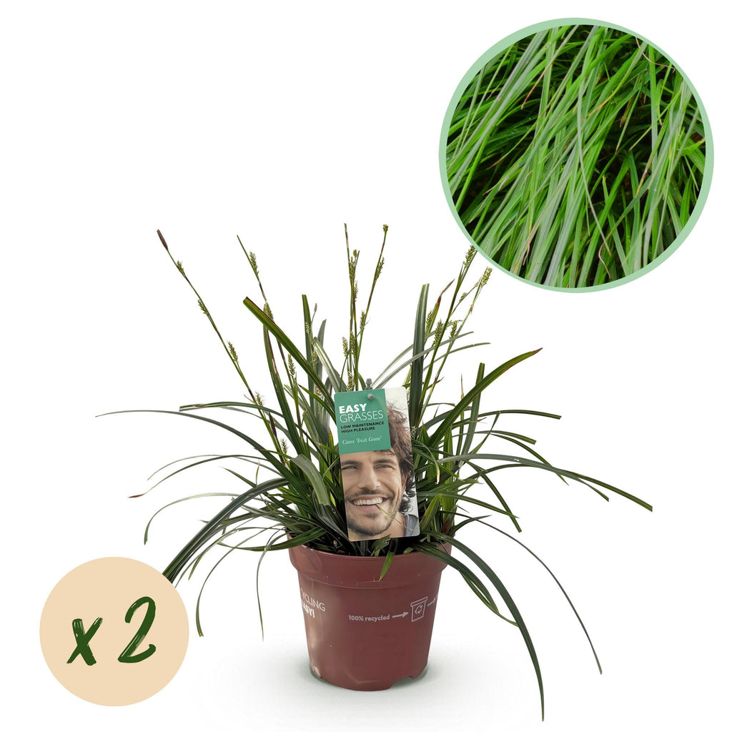 Green boutiQ - Graminées ornementales - Carex oshimensis Intense Green - Vert - 2 plantes - Persistant - Peu d'entretien - Pot 17cm Hauteur 50cm