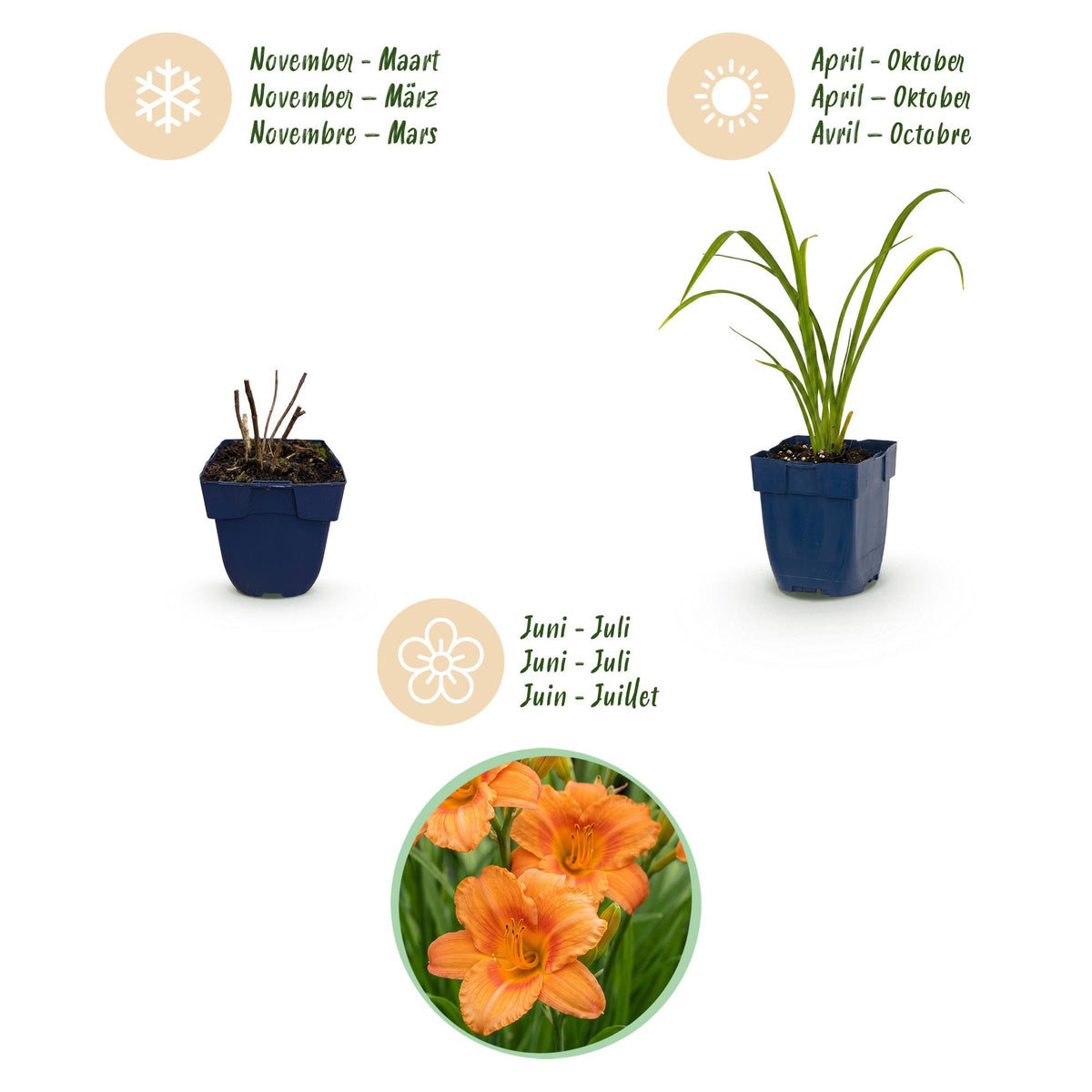 Green boutiQ - Stauden - Hemerocallis Mauna Loa - Taglilie - Bienen- und Schmetterlingsmagnet - Orange - 6 Pflanzen - Topf 11cm - Höhe 15-25cm