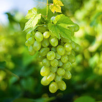 Green boutiQ - Fruitplant - Vitis vinifera Himrod - Druivenplant - Pitarm - Witte Druif - 2 Planten - Pot 15cm - Hoogte 50cm
