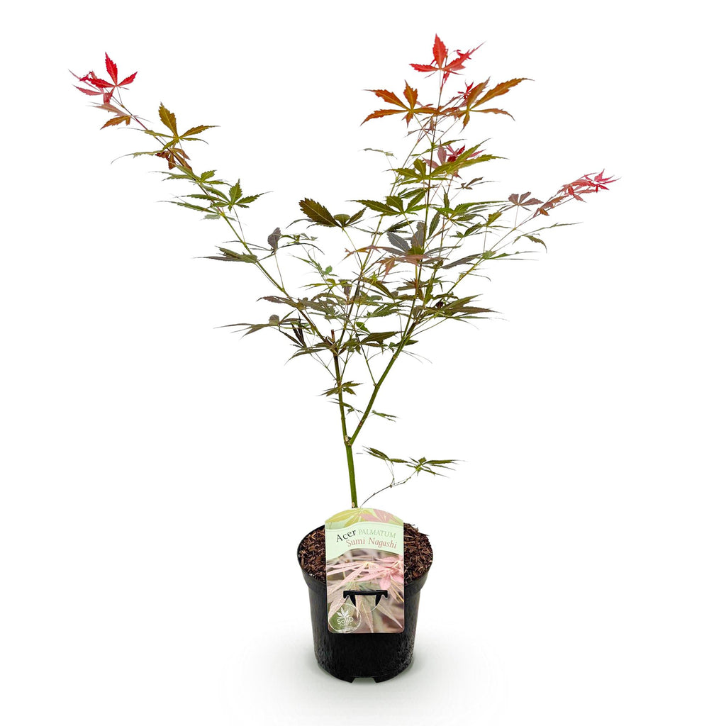 Green boutiQ - Plante de terrasse - Érable du Japon - Acer palmatum Sumi-nagashi - Rouge - 1 plante - Caduc - Pot 19cm Hauteur 70cm