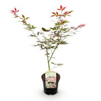 Green boutiQ - Plante de terrasse - Érable du Japon - Acer palmatum Sumi-nagashi - Rouge - 1 plante - Caduc - Pot 19cm Hauteur 70cm