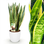 Green BoutiQ - Zimmerpflanzen - Sansevieria Laurentii - Bogenhanf - Pflegeleicht - Grün - 1 Pflanze - mit Topf Weiß - Topf 21cm - Höhe 70-80cm