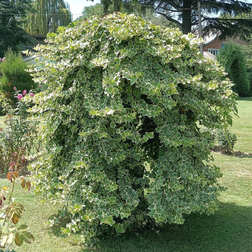 Green boutiQ - Plante grimpante - Hedera helix Glacier - Feuillage panaché - Persistant - 2 plantes - Pot 11cm Hauteur 40cm