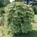 Green boutiQ - Plante grimpante - Hedera helix Glacier - Feuillage panaché - Persistant - 2 plantes - Pot 11cm Hauteur 40cm