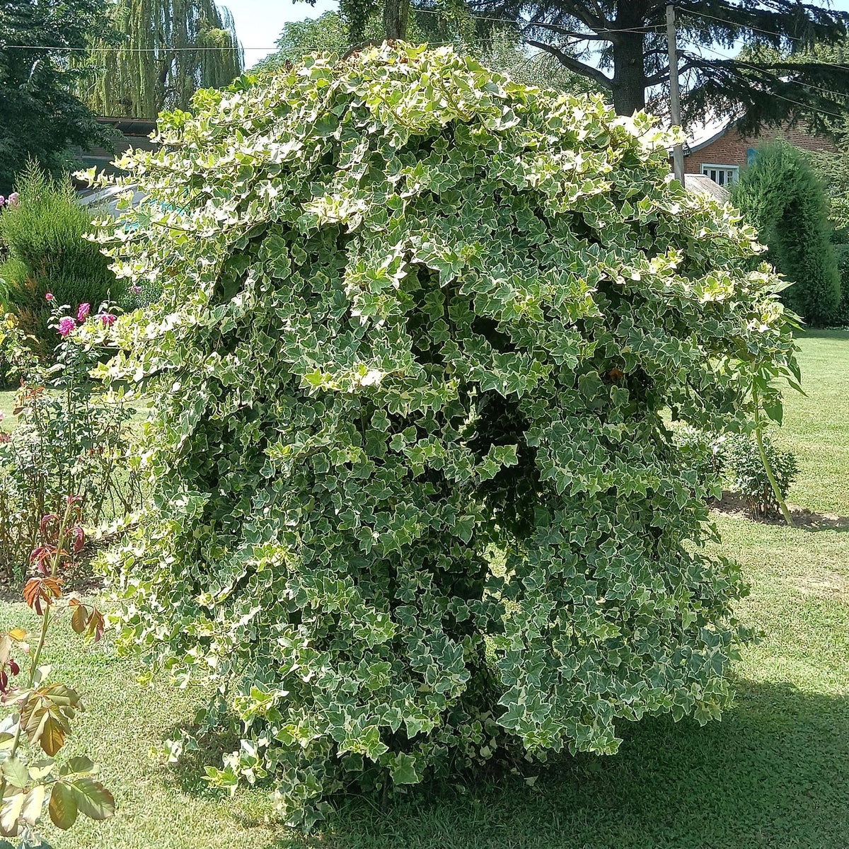 Green boutiQ - Plante grimpante - Hedera helix Glacier - Feuillage panaché - Persistant - 2 plantes - Pot 11cm Hauteur 40cm