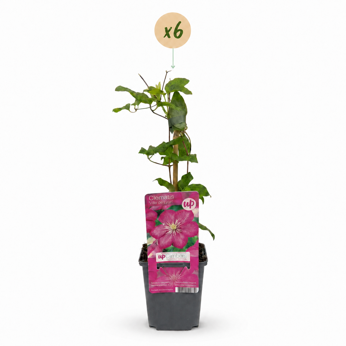 6x Clematis Ville de Lyon - Bosrank - Rood - Klimplant - Ø9cm - ↕35cm