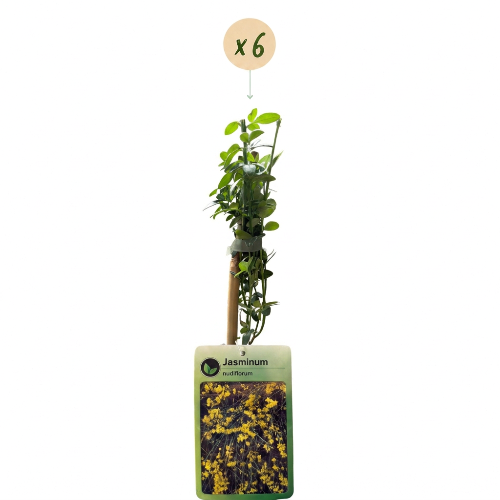 6x Jasminum nudiflorum - Winter jasmine - Yellow - Climber - Ø9cm - ↕35cm