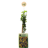 6x Jasminum nudiflorum - Winter jasmine - Yellow - Climber - Ø9cm - ↕35cm