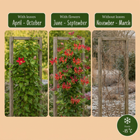 2x Lonicera br. 'Dropmore Scarlet' - Dropmore Scarlet honeysuckle - Red-Yellow - Climber - Ø9cm - ↕35cm