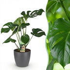 Green BoutiQ - Plantes d'intérieur - Monstera Deliciosa - Plante à trous - Peu d'entretien - Vert - 1 plante - avec pot gris - Pot 21 cm - Hauteur 70-80 cm