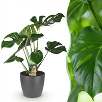 Green BoutiQ - Kamerplanten - Monstera Deliciosa - Gatenplant - Weinig onderhoud - Groen - 1 Plant - met Potter Grijs - Pot 21cm - Hoogte 70-80cm