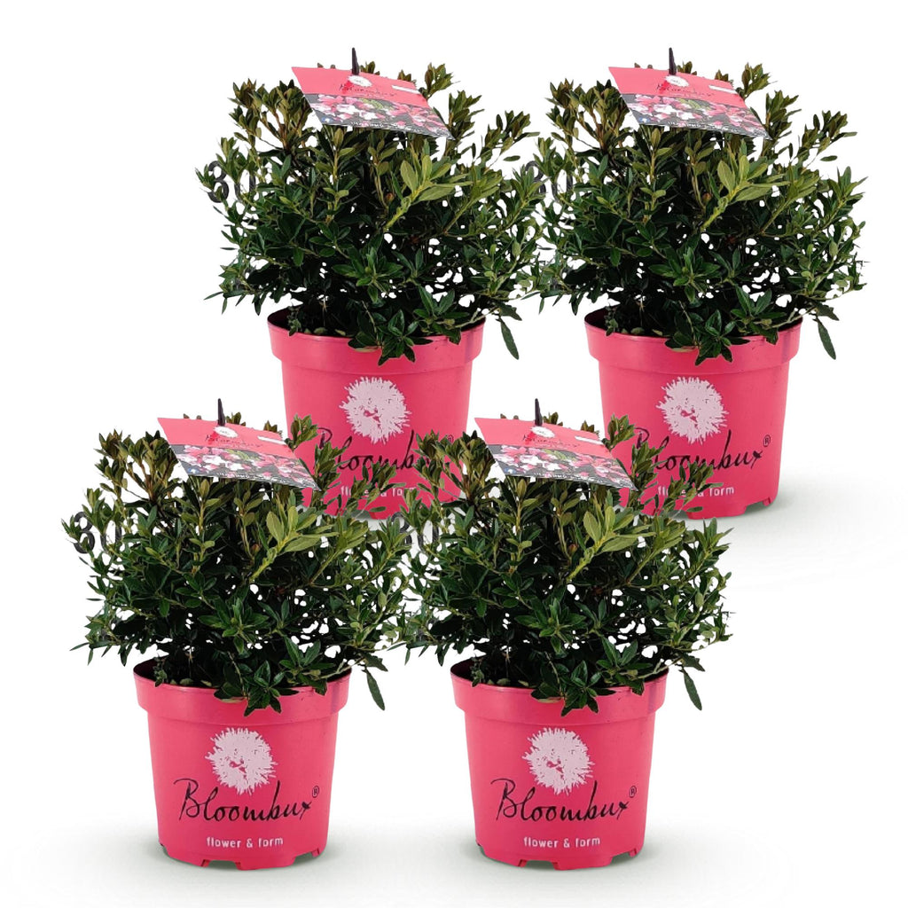 Green boutiQ - Rhododendron nain - Rhododendron Bloombux Magenta - Buis fleuri - Peu d'entretien - Fleur rose - 4 plantes - Pot 17cm - Hauteur 30-40cm