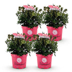 Green boutiQ - Rhododendron nain - Rhododendron Bloombux Magenta - Buis fleuri - Peu d'entretien - Fleur rose - 4 plantes - Pot 17cm - Hauteur 30-40cm