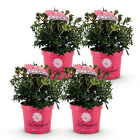 Green boutiQ - Dwerg Rhododendron - Rhododendron Bloombux Magenta - Bloeiende Buxus - Weinig Onderhoud - Roze Bloem - 4 Planten - Pot 17cm - Hoogte 30-40cm