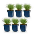 Green boutiQ - Stauden - Festuca glauca - Blauschwingel - Immergrün - Blau - 6 Pflanzen - Topf 11cm - Höhe 15-25cm