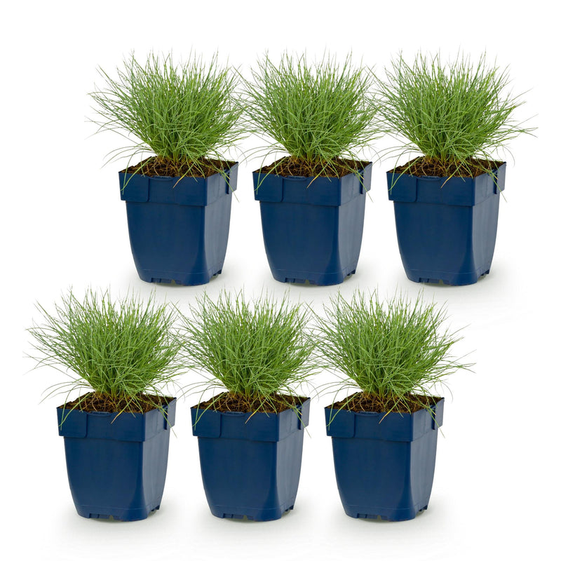 Green boutiQ - Vasteplant - Festuca glauca - Blauwgras - Groenblijvend - Blauw - 6 Planten - Pot 11cm - Hoogte 15-25cm