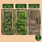 Parthenocissus henryana - Vigne vierge de Chine - Vert - Grimpante - Ø9cm - ↕35cm