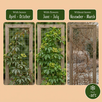 Parthenocissus henryana - Chinese Virginia Creeper - Green - Climber - Ø9cm - ↕35cm