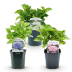 Green boutiQ - Hortensia - Hydrangea macrophylla Tricolour - Fleurs bleue, rose et blanche - 3 plantes - Caduc - Peu d'entretien - Pot 17cm Hauteur 30cm