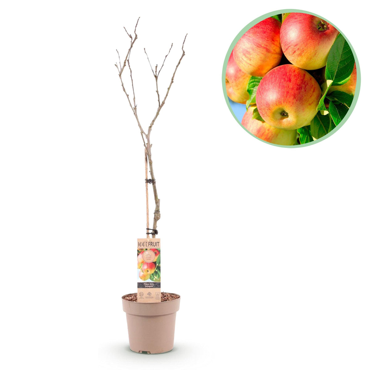 Green boutiQ - Fruitboom - Malus domestica Jonagold - Appelboom - Winterhard - Geel-Groene Appel - 1 Plant - Pot 21cm - Hoogte 90cm