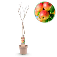 Green boutiQ - Fruitboom - Malus domestica Jonagold - Appelboom - Winterhard - Geel-Groene Appel - 1 Plant - Pot 21cm - Hoogte 90cm