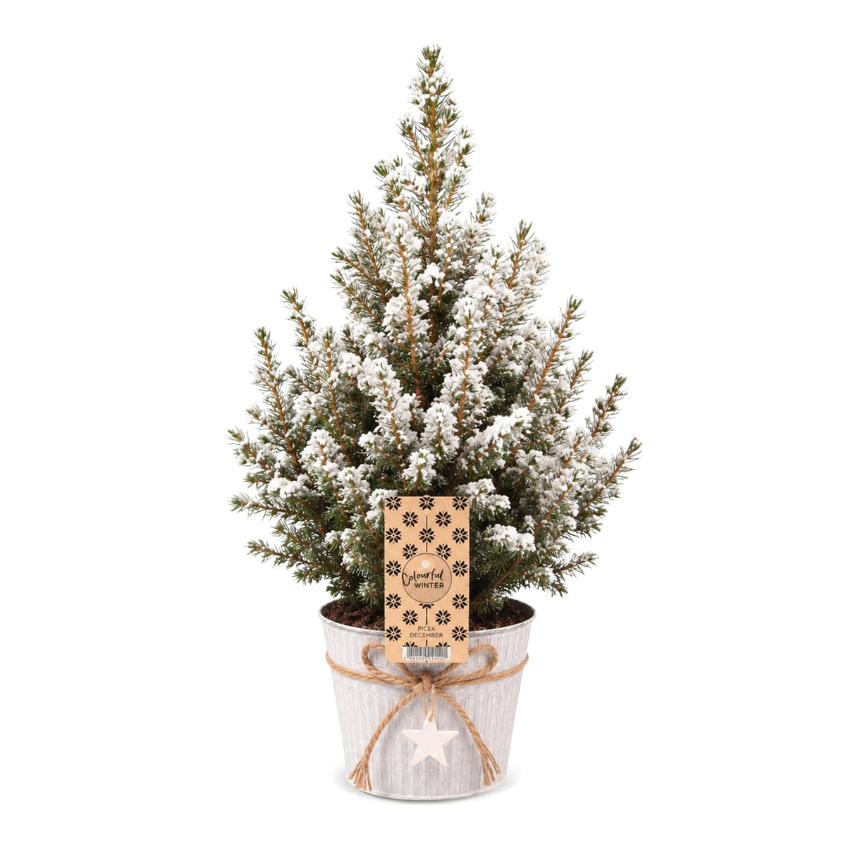 Picea glauca Conica - Dwarf Alberta Spruce - Green - White - Christmas tree - incl. zinc pot - Ø17cm - ↕65cm