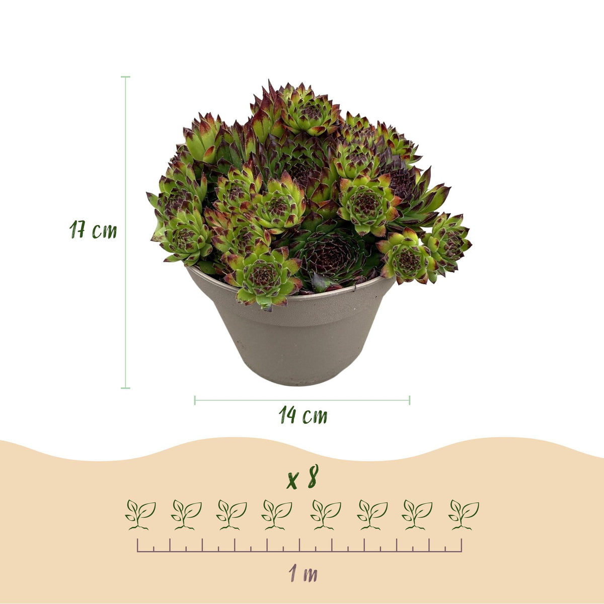 Green boutiQ - Couvre-sol - Rustique - Sempervivum Big Sam - 4 Plantes - Couleurs assorties - Peu d'entretien - Pot 14 Hauteur 17