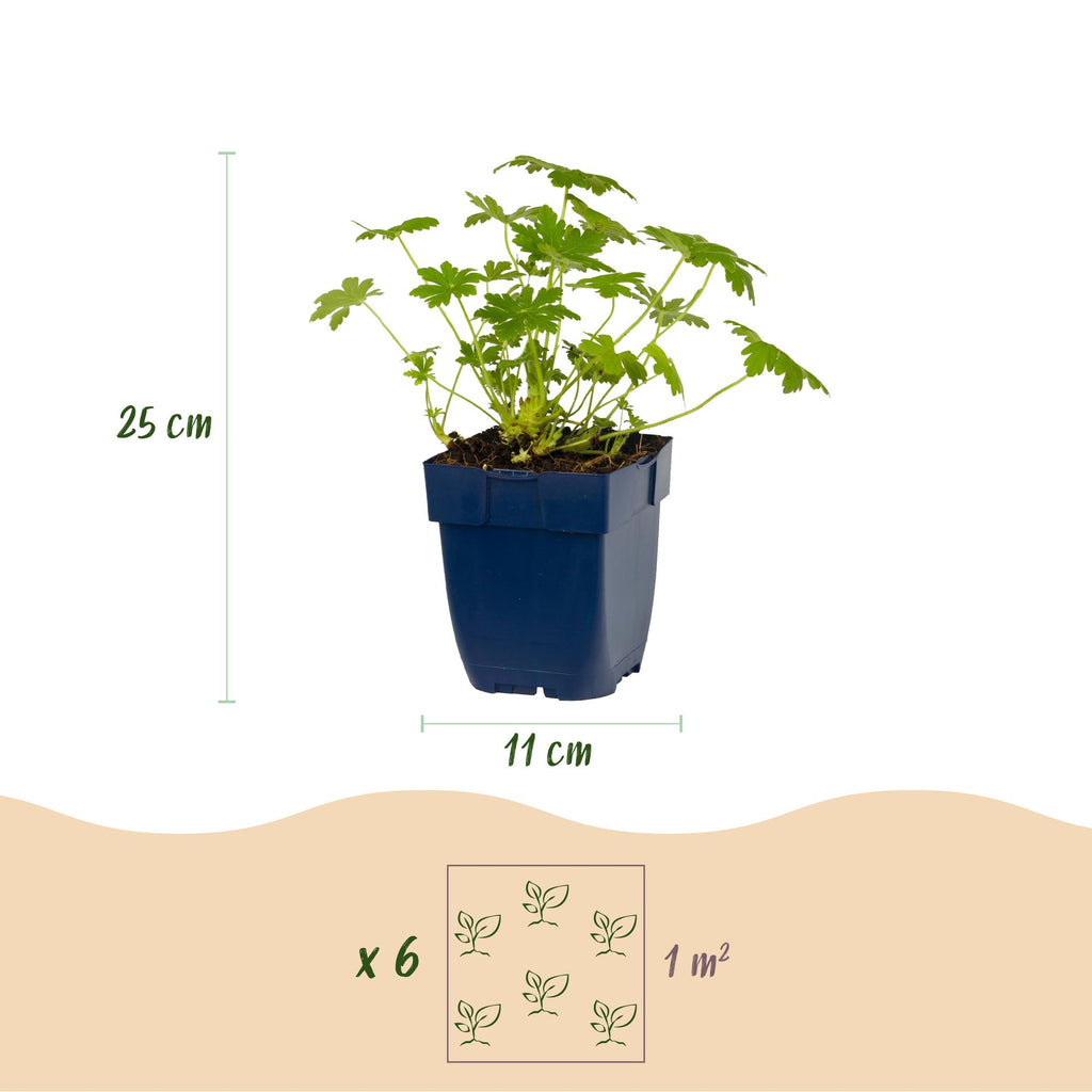 Green boutiQ - Stauden - Geranium macr. Ingwersen's Variety - Storchschnabel - Bodendeckend - Hellrosa - 12 Pflanzen - Topf 11cm - Höhe 15-25cm