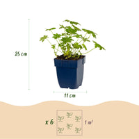 Green boutiQ - Vasteplant - Geranium macr. Ingwersen's Variety - Ooievaarsbek - Bodembedekkend - Licht Roze - 12 Planten - Pot 11cm - Hoogte 15-25cm
