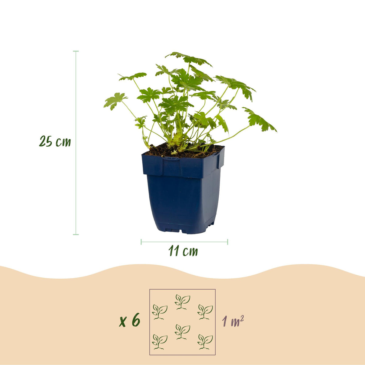 Green boutiQ - Stauden - Geranium macr. Ingwersen's Variety - Storchschnabel - Bodendeckend - Hellrosa - 12 Pflanzen - Topf 11cm - Höhe 15-25cm