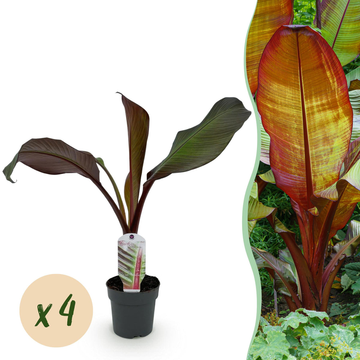 Green boutiQ - Plante fruitière - Bananier - Ensete ventricosum Maurelli - Rustique - 4 plantes - Pot 12cm Hauteur 30cm
