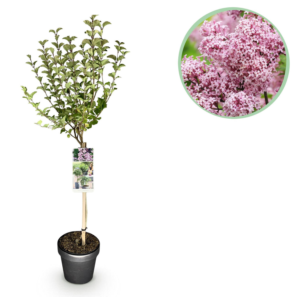 Green boutiQ - Syringa meyeri Palibin sur tige - Plante de terrasse - Caduc - Rustique - Fleurs violettes - Pot 19cm Hauteur 90cm