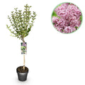 Green boutiQ - Syringa meyeri Palibin sur tige - Plante de terrasse - Caduc - Rustique - Fleurs violettes - Pot 19cm Hauteur 90cm
