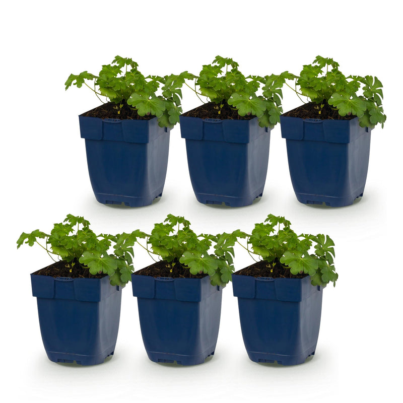 Green boutiQ - Vasteplant - Geranium macr. Czakor - Ooievaarsbek - Bodembedekkend - Paars-Roze - 6 Planten - Pot 11cm - Hoogte 15-25cm