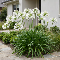 Green boutiQ - Vasteplant - Agapanthus africanus Albus - Afrikaanse Lelie - Bijen en Vlinderlokkers - Wit - 12 Planten - Pot 11cm - Hoogte 15-25cm