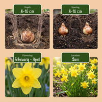 400x Narcissus Tete- A -Tete - Dwergnarscis Tête-à-Tête - Geel - Voorjaarsbloeier - Bolmaat 10/12