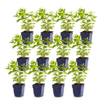Green boutiQ - Stauden - Nepeta sib. Wild Orchid - Katzenminze - Bienen- und Schmetterlingsmagnet - Rosa - 12 Pflanzen - Topf 11 cm - Höhe 15-25 cm