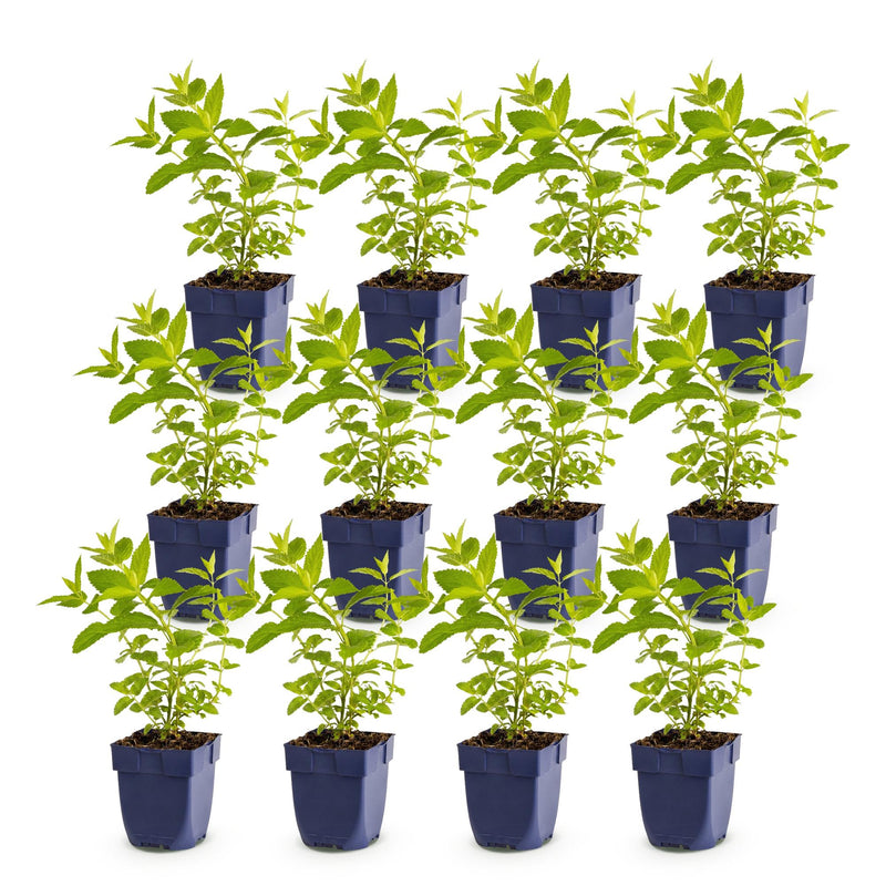 Green boutiQ - Vasteplant - Nepeta sib. Wild Orchid - Kattenkruid - Bijen en Vlinderlokkers - Roze - 12 Planten - Pot 11cm - Hoogte 15-25cm