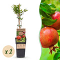 Green boutiQ - Obstpflanze - Punica granatum - Granatapfel - Winterhart - Rot-Orange Frucht - 2 Pflanzen - Topf 15cm - Höhe 50cm