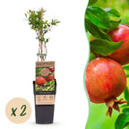 Green boutiQ - Obstpflanze - Punica granatum - Granatapfel - Winterhart - Rot-Orange Frucht - 2 Pflanzen - Topf 15cm - Höhe 50cm