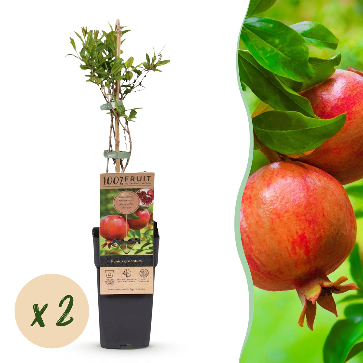 Green boutiQ - Obstpflanze - Punica granatum - Granatapfel - Winterhart - Rot-Orange Frucht - 2 Pflanzen - Topf 15cm - Höhe 50cm