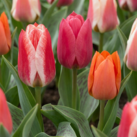 160x Tulipa Greigii mix - Greigii-tulp mix - Diversen - Voorjaarsbloeier - Bolmaat 11/14