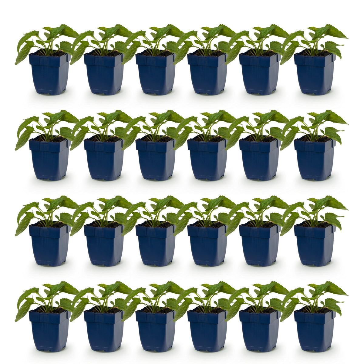 Green boutiQ - Perennial - Rudbeckia fulg. Goldsturm - Yellow Coneflower - Bee and Butterfly Attractors - Yellow - 24 Plants - Pot 11cm - Height 15-25cm