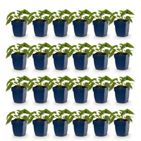 Green boutiQ - Perennial - Rudbeckia fulg. Goldsturm - Yellow Coneflower - Bee and Butterfly Attractors - Yellow - 24 Plants - Pot 11cm - Height 15-25cm