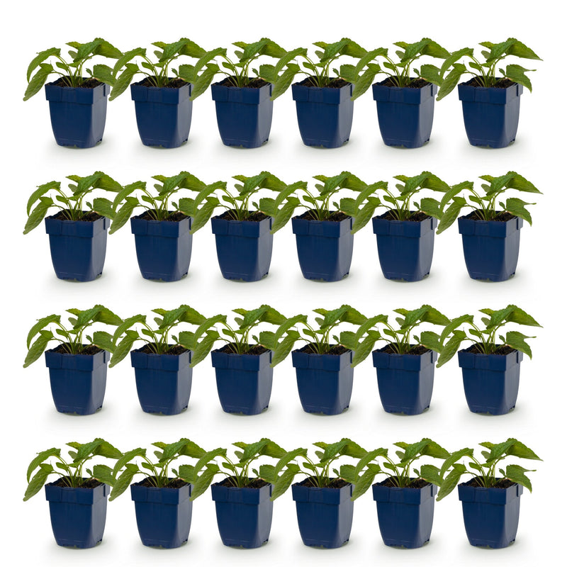 Green boutiQ - Perennial - Rudbeckia fulg. Goldsturm - Yellow Coneflower - Bee and Butterfly Attractors - Yellow - 24 Plants - Pot 11cm - Height 15-25cm