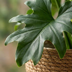 Green boutiQ - Plante d'intérieur - Philodendron - Philodendron Lickety Split - Vert - Entretien facile - 1 plante - avec panier - Pot 19 cm - Hauteur 70 cm