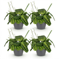 Green boutiQ - Kamerplant - Maranta Fascinator Lemon Lime - Gebedsplant - Huisdiervriendelijke Plant - Groen - 4 Planten - met Potter Grijs - Pot 12cm - Hoogte 25cm