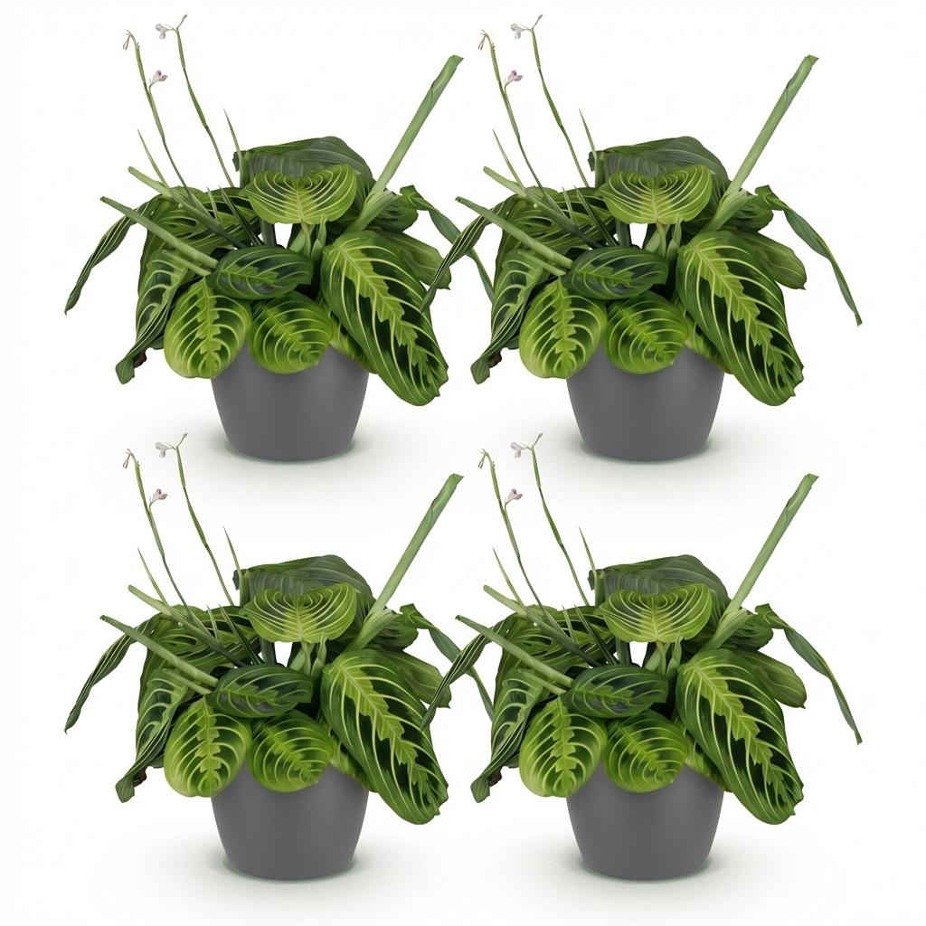 Green boutiQ - Zimmerpflanze - Maranta Fascinator Lemon Lime - Gebetspflanze - Haustierfreundliche Pflanze - Grün - 4 Pflanzen - mit Übertopf Grau - Topf 12cm - Höhe 25cm