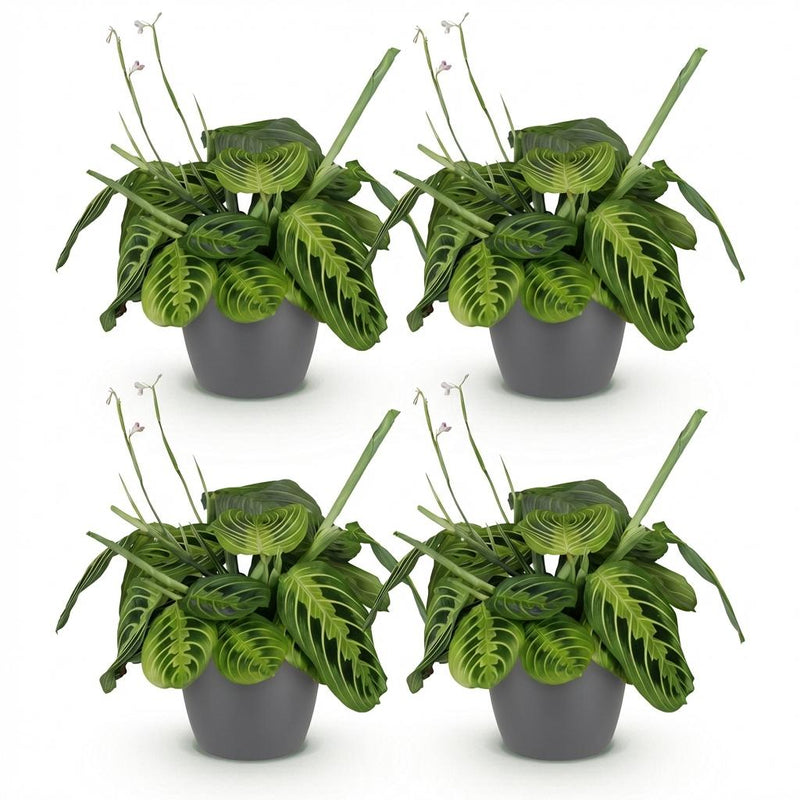Green boutiQ - Kamerplant - Maranta Fascinator Lemon Lime - Gebedsplant - Huisdiervriendelijke Plant - Groen - 4 Planten - met Potter Grijs - Pot 12cm - Hoogte 25cm